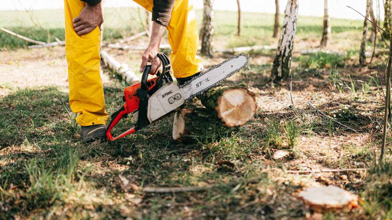 Tree Root Removal in Coquille, OR